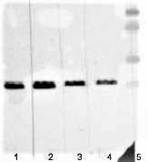 Figure 1. Immunoblotting of MUB0603P, clone RL-ph1 recognizing M13 phage coat protein g8p at a 1:200 (lane 1), 1:500 (lane 2) and 1:1000 (lane 3) dilution. For comparison the reactivity of MUB0604P, clone RL-ph2 is shown in lane 4 at a 1:1000 dilution. The two lowest molecular weight markers (lane 5) indicate the 10-15 kDa range.